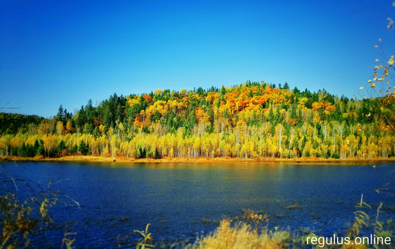 “Beautiful Forest in YiChun”