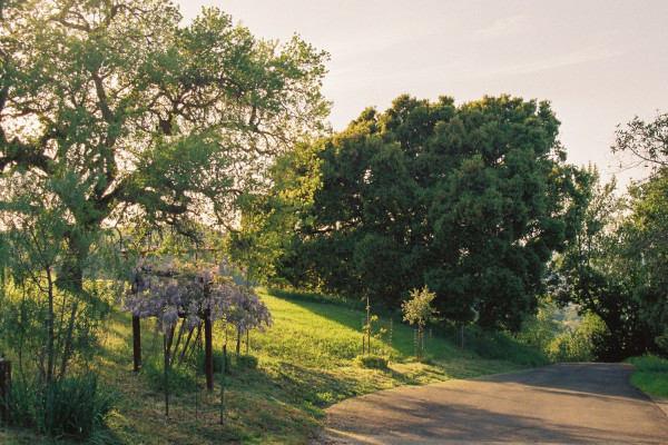 Forest Knolls