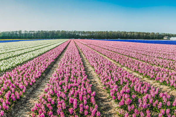 Noordwijkerhout