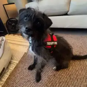 Pippa