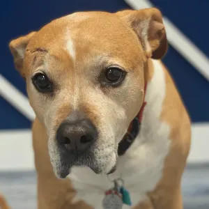 Nala