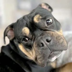 Maybel