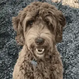 Chip