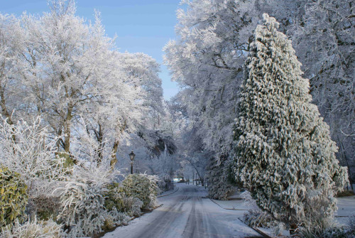 Residential Premium Image