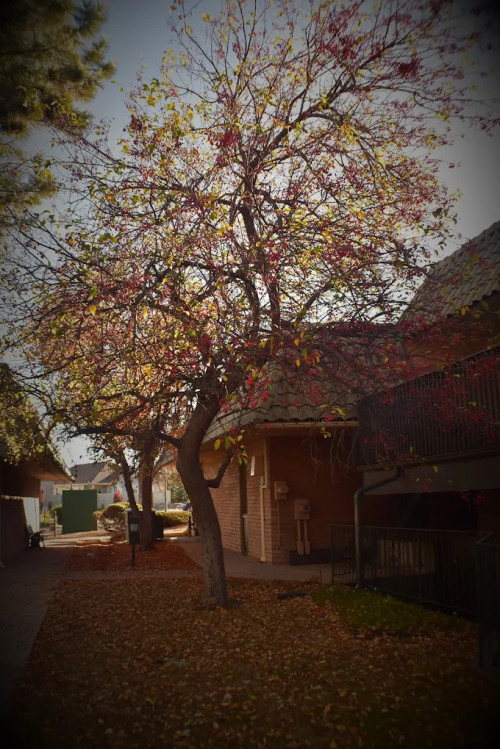 Residential Premium Image