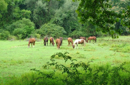 Residential Premium Image