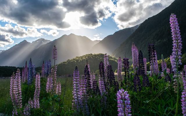 New Zealand Depression Treatment
