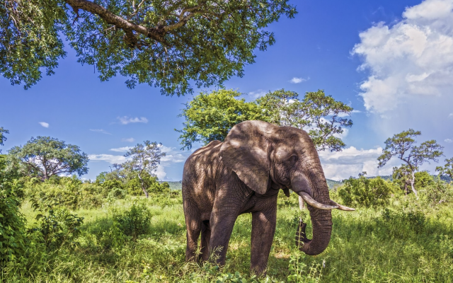 Mpumalanga Trauma Treatment