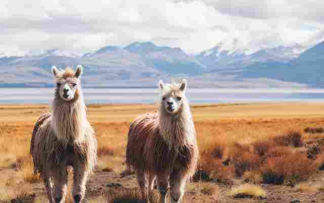 Chile Depression Treatment
