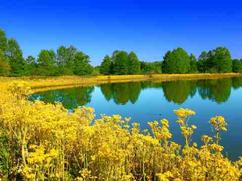 Lake Forest