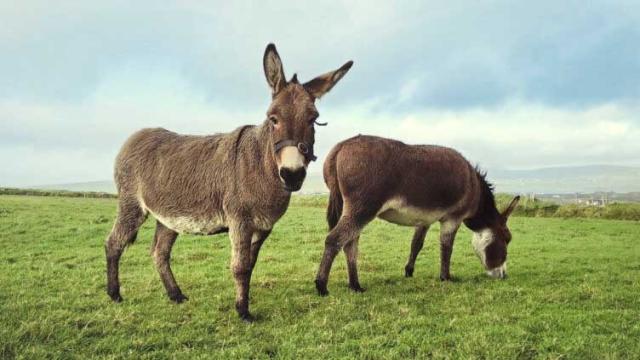 Julie & Janusch & Lorenzo