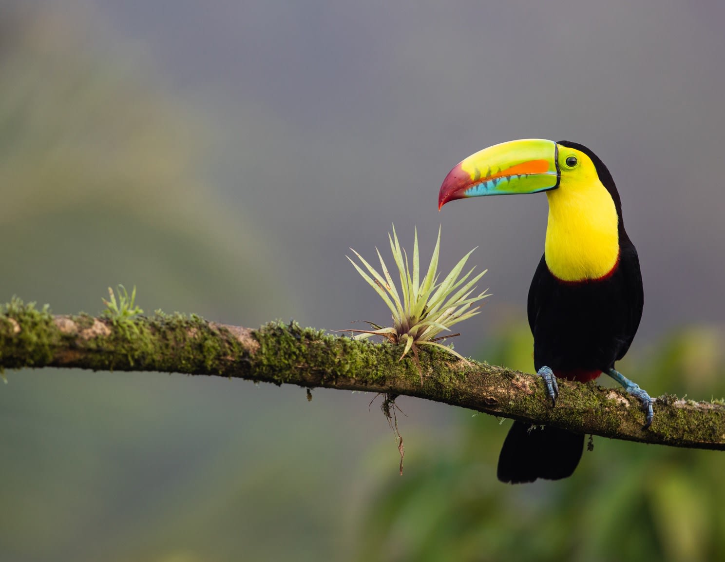 From Jungle Therapy to Ocean Views: Costa Rica’s Revolutionary Rehab Experience