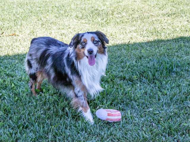 Find Emotional Support with Pet-Friendly Care