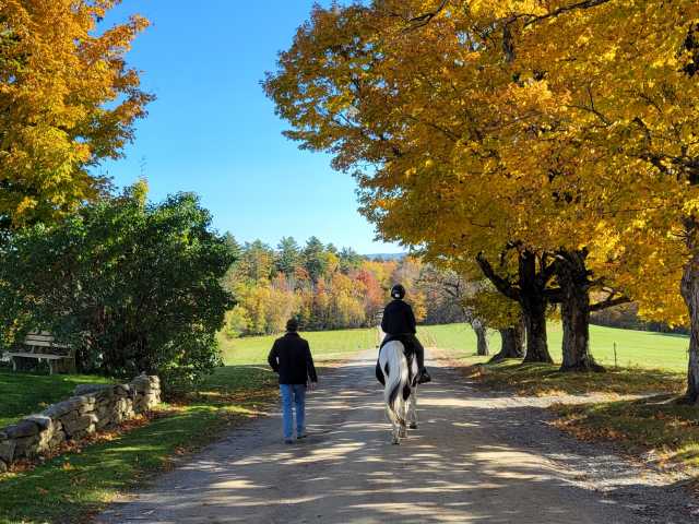 Let Equine Therapy Lead the Way to Healing