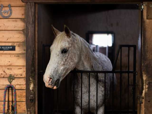 Let Equine Therapy Lead the Way to Healing