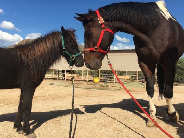 Equine-Assisted Psychotherapy