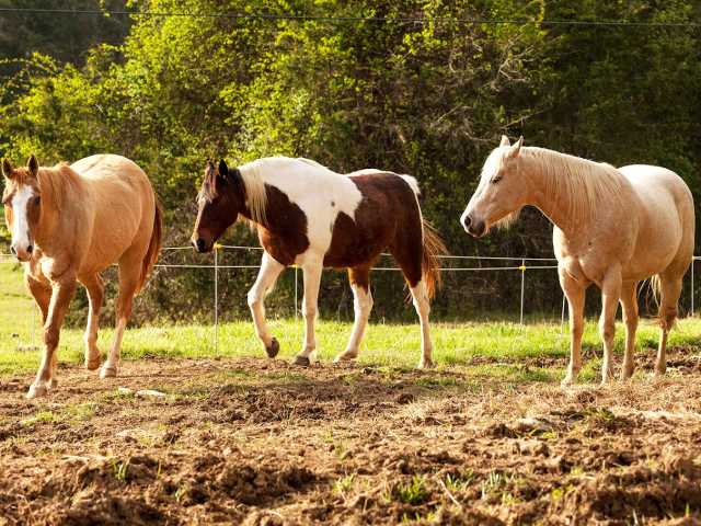 Learn Lessons from the Herd