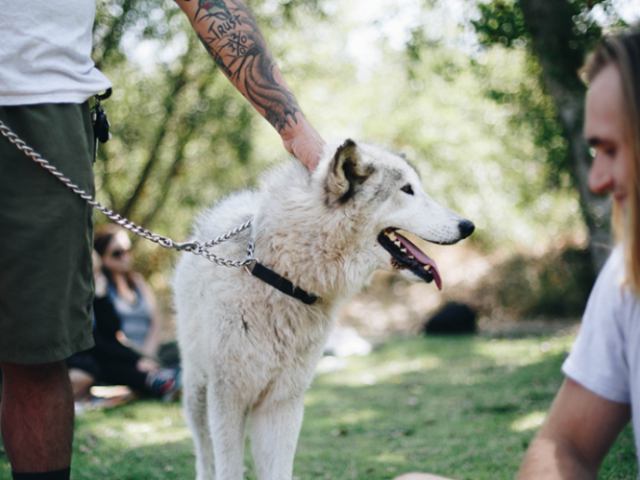Discover the Power of Wolf- & Equine-Assisted Therapy