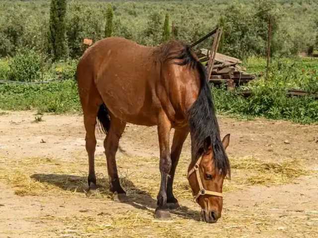 Discover Healing through Horses