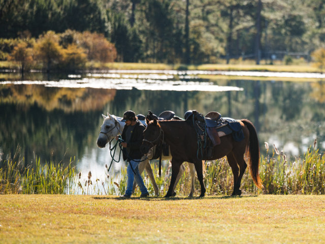 Feel Supported through Animal Connection