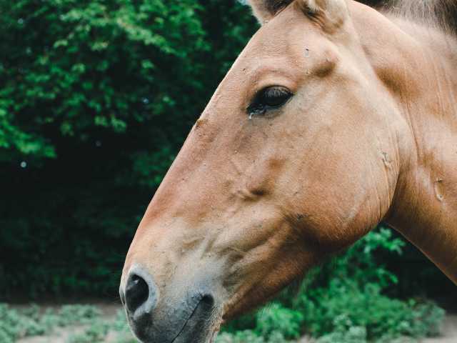 Find Healing With the Wisdom of Horses