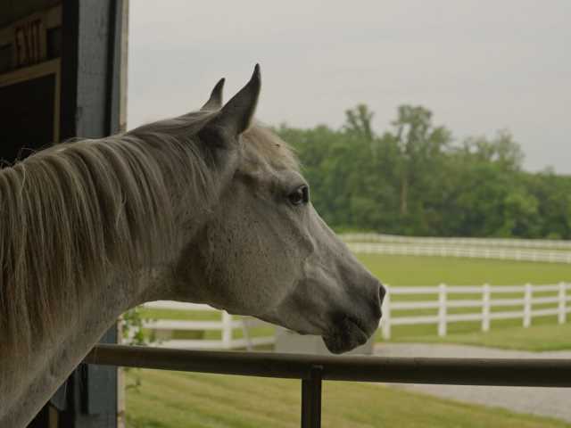 Healing with Horses