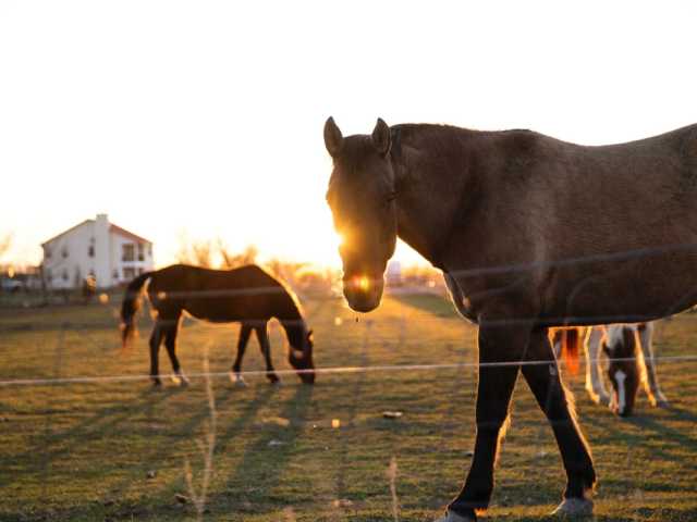 Regulate the Nervous System with Equine Therapy