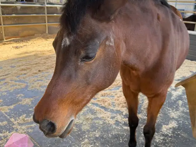 Harness the Therapeutic Power of Horses