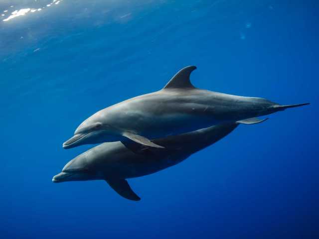Dolphin-Assisted Therapy