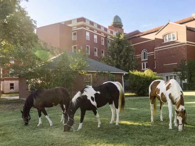 Improve Focus, Motivation, and Emotional Resilience Naturally