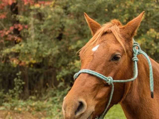 Build Trust Through Equine Connection