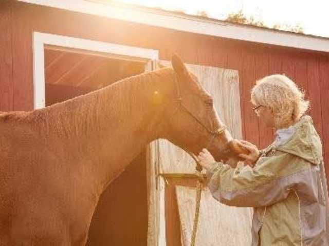 Explore the Transformative Potential of Equine Therapy