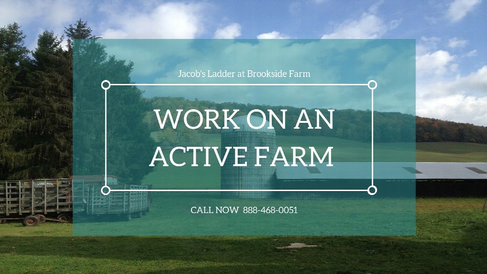 Jacob's Ladder at Brookside Farm facility photo 5
