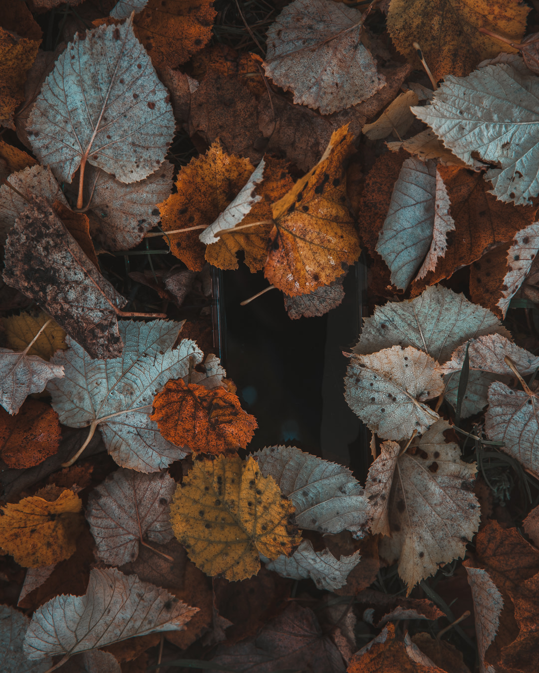Some of the Autumn Foliage