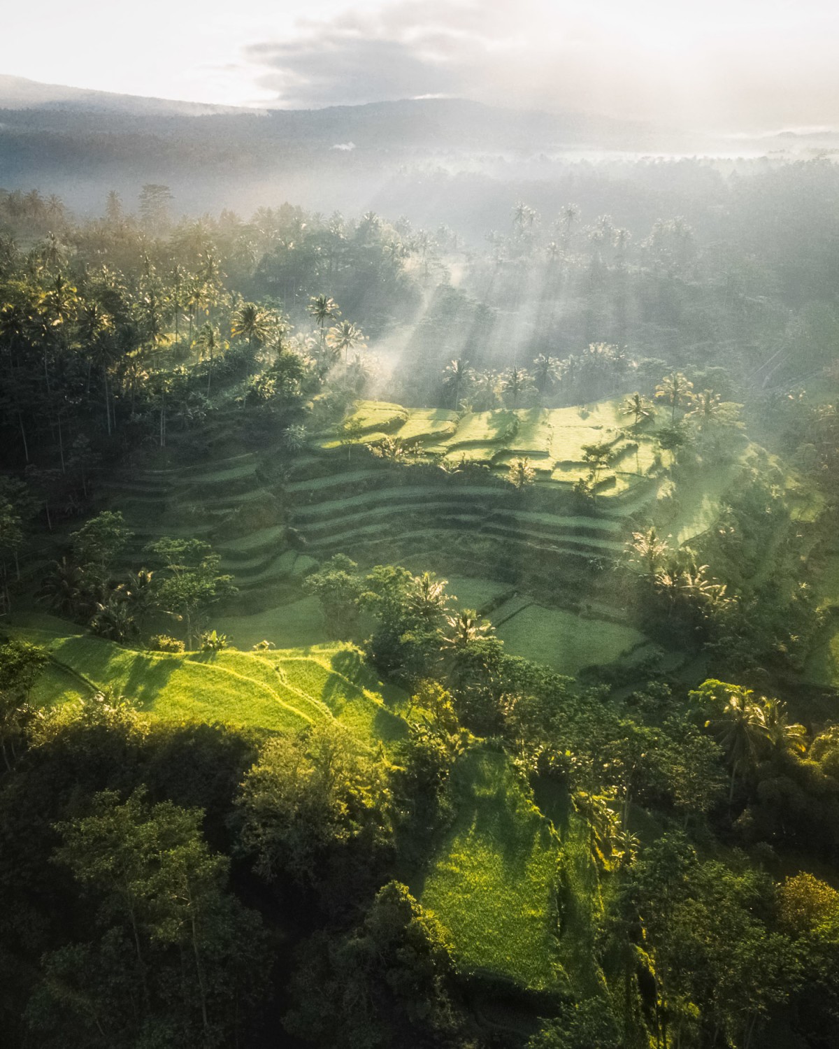 Balinese mornings in the cooler and greener northern bali