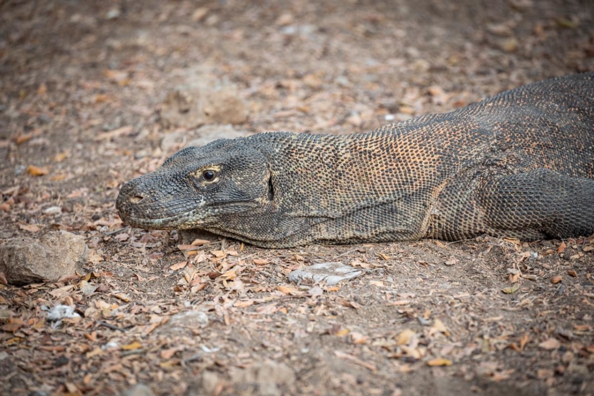 Would you want to visit Komodo Island?