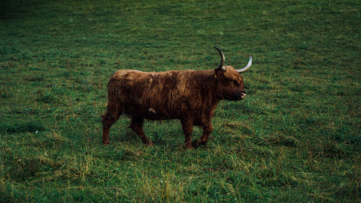 During your walk, you can see these guys too.