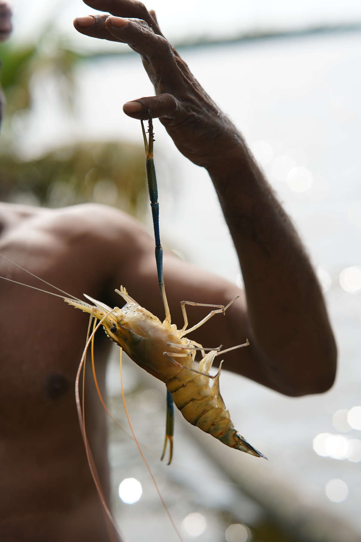 freshly caught sea food