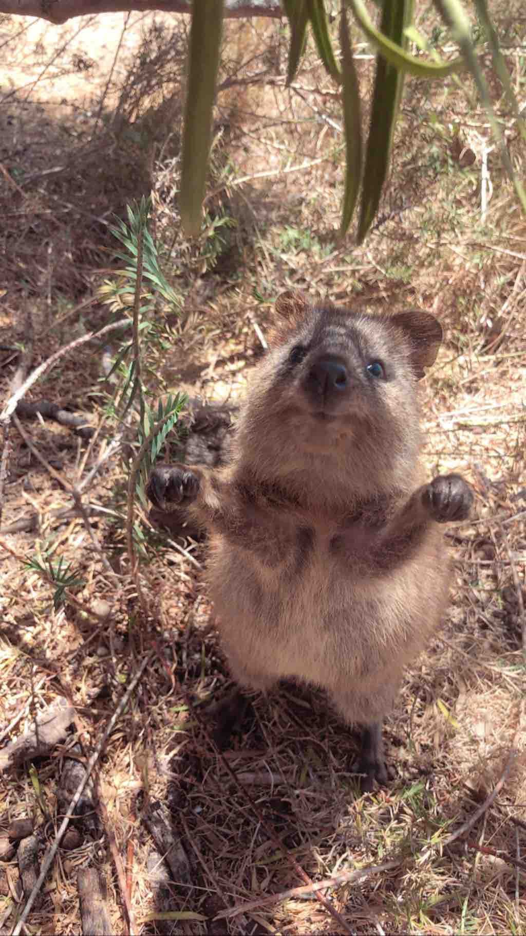 Quokka!