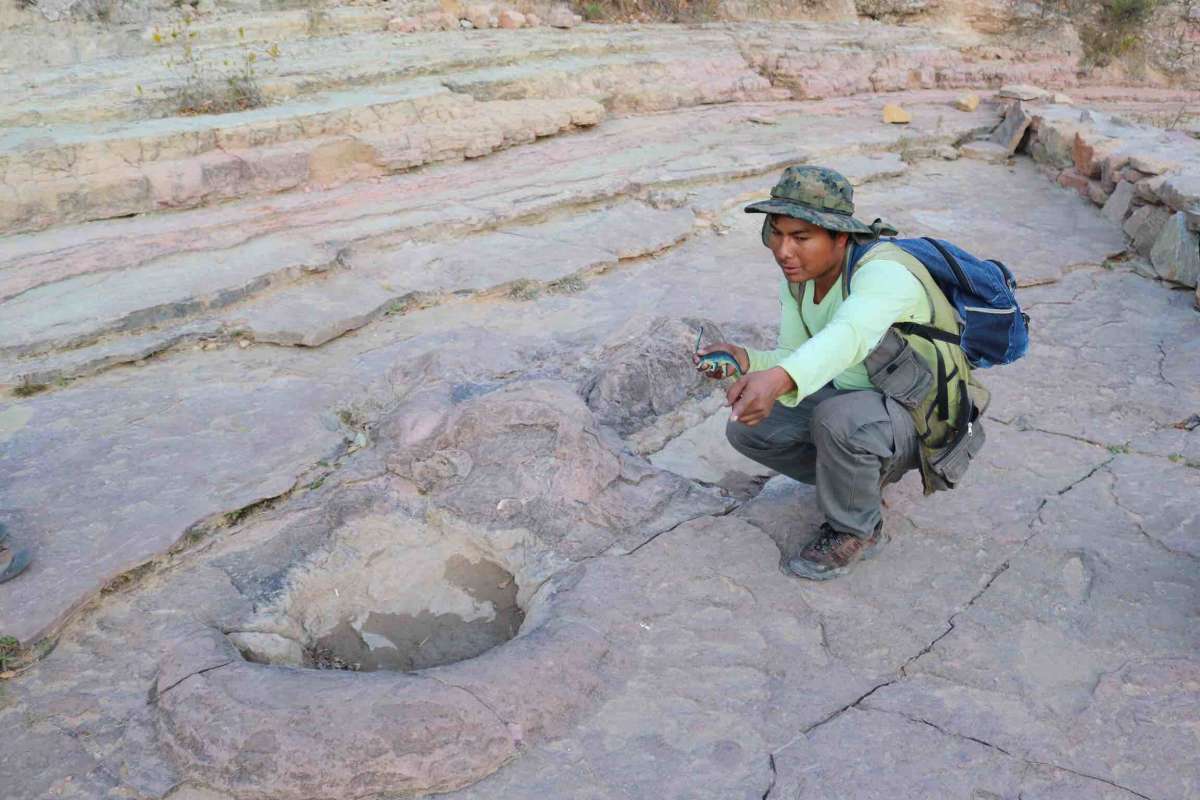 The footprints of a diplodocus 