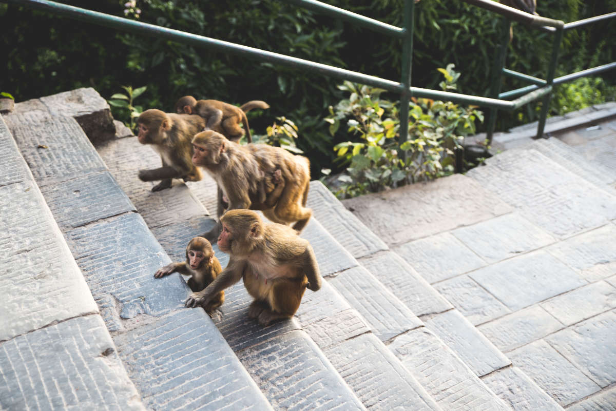 Monkey Temple