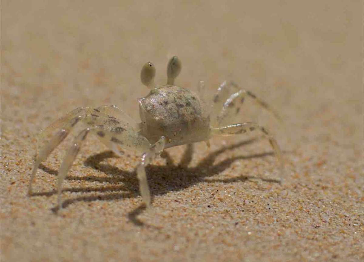 Sand Crab