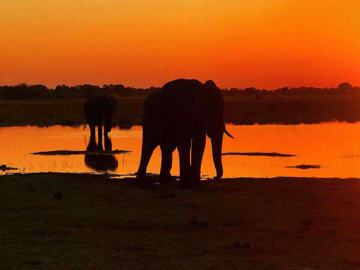 Sunset with Elephant