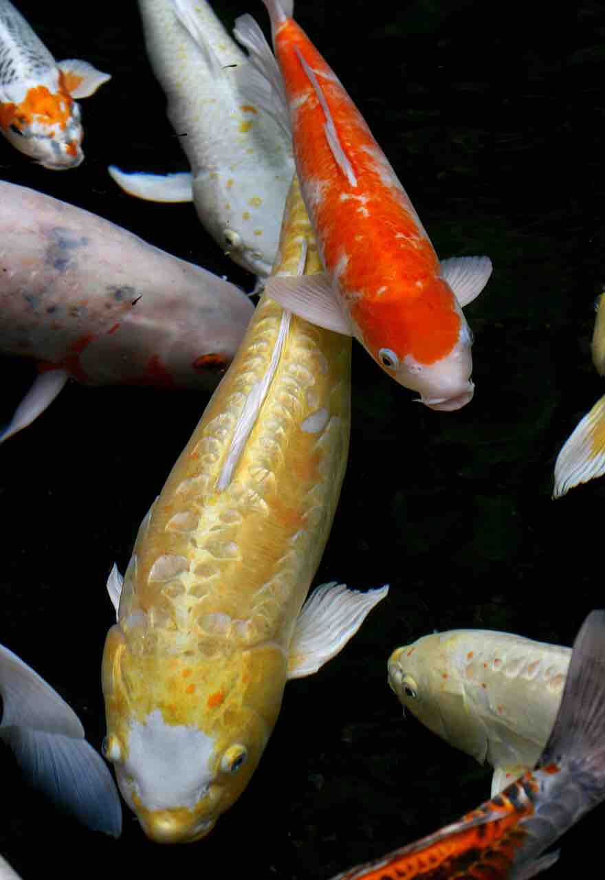 Koi Fish at Byodo in Temple 