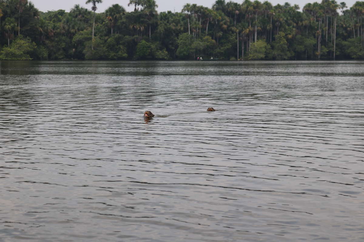 The beautiful, endangered giant river otters