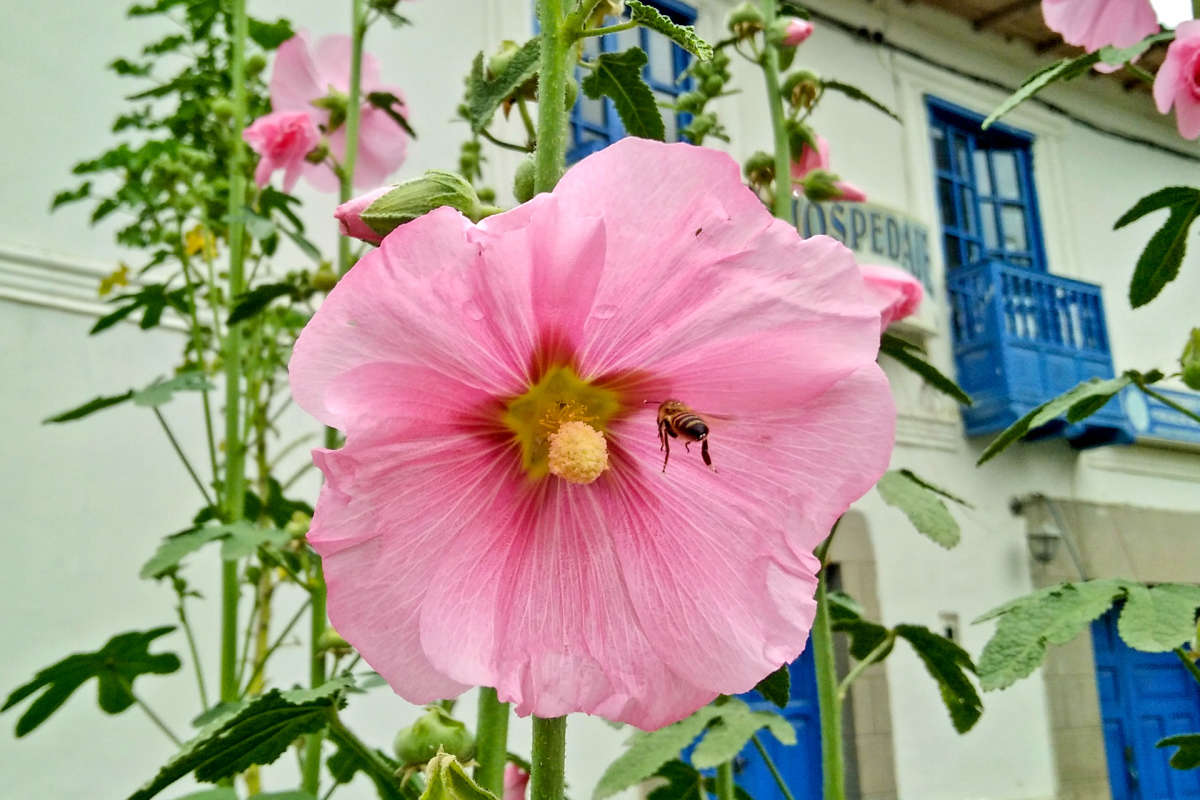 A pollinating bee with a pink flower