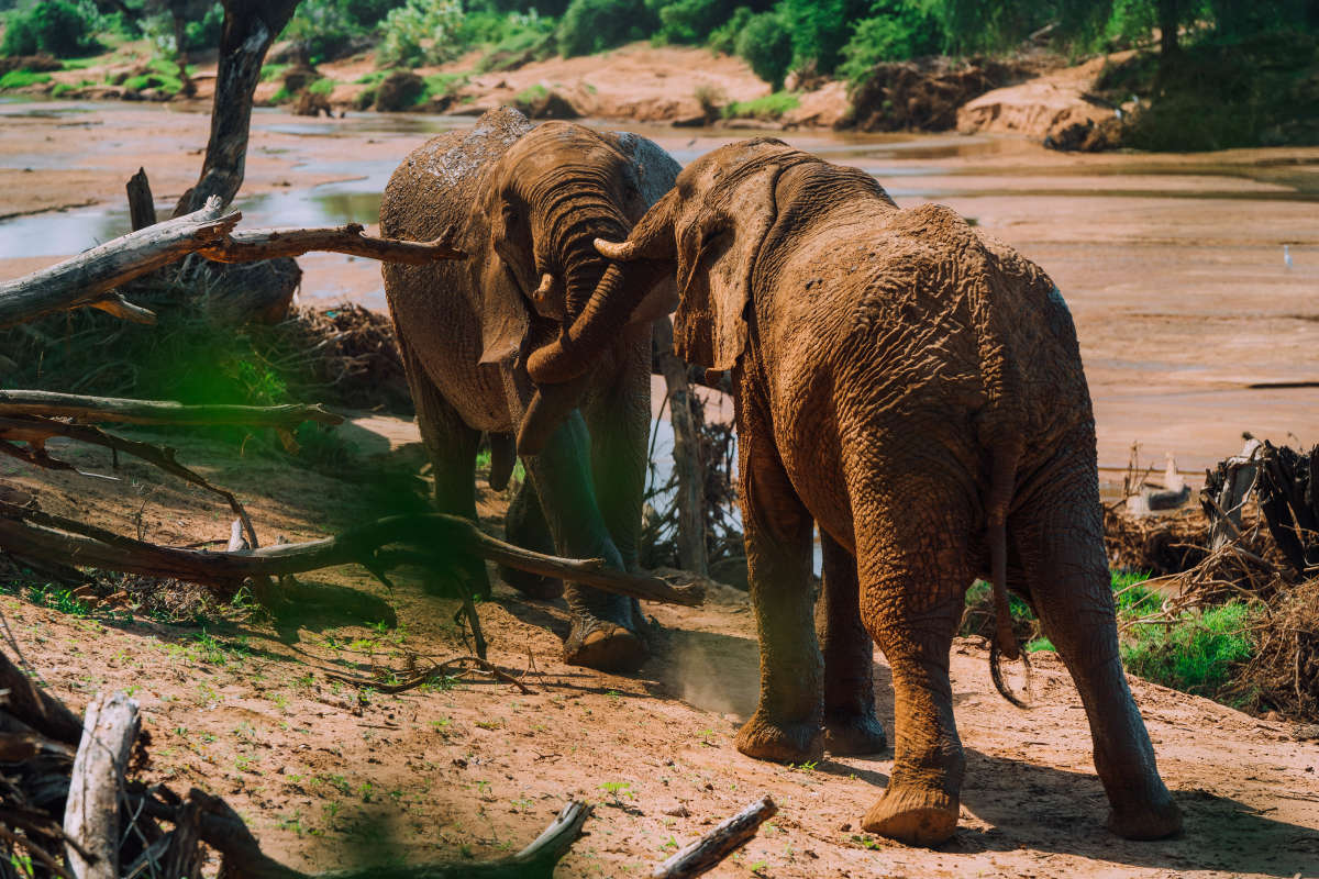 Elephants playing next to our lunch spot