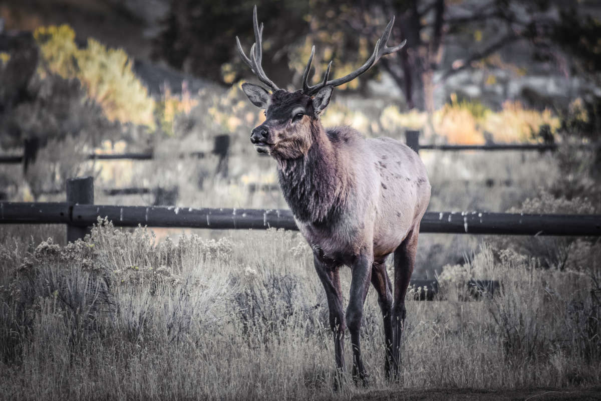 Bull Elk