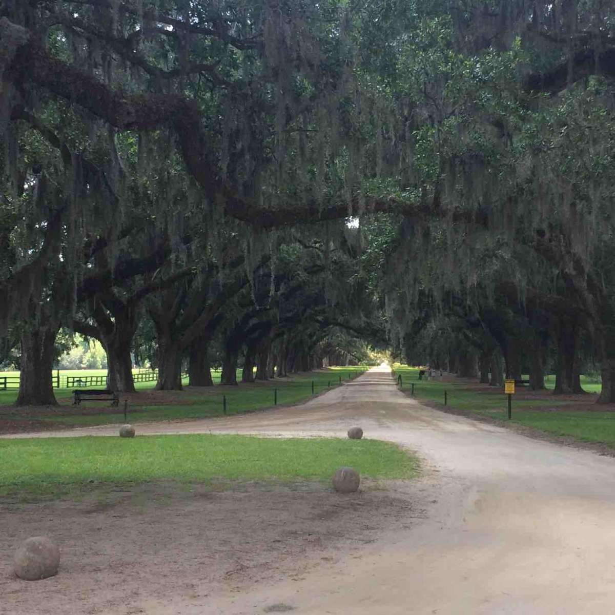 famous front drive lined with trees