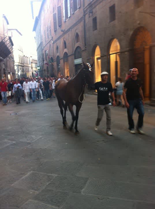 Proud Horse coming Through. Notice how far back people follow? As to not startle him or crowd his precious space The horses of the Palio race might as well be royalty! Its amazing the level of respect and love the recieve. 